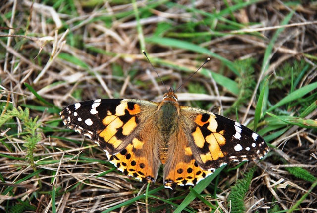 Sconosciuta - Vanessa cardui